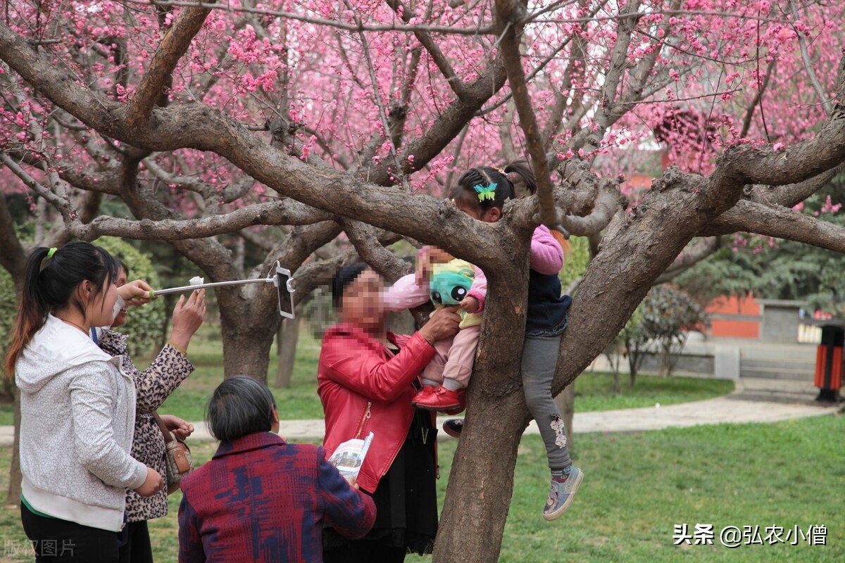 西安的春天视频,西安的春天是一个百花盛开的城市