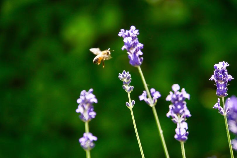 植物物语香草沐浴露,植物园薰衣草