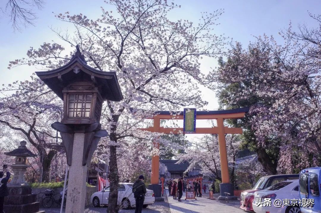 我在京都，攒下一整个春日的绝美樱色送给你。