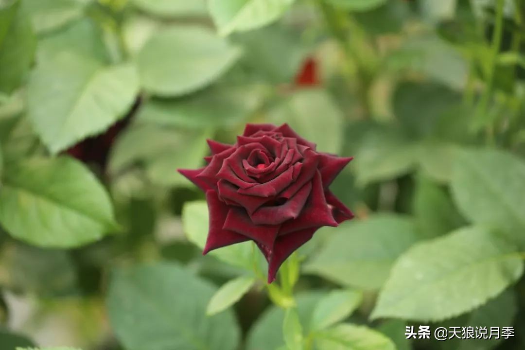 月季花瓣里面藏的黑虫,月季土里有黑虫子怎么回事