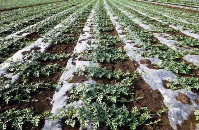 西瓜得了蔓枯病能全死亡吗,大棚西瓜的蔓枯病怎么治疗