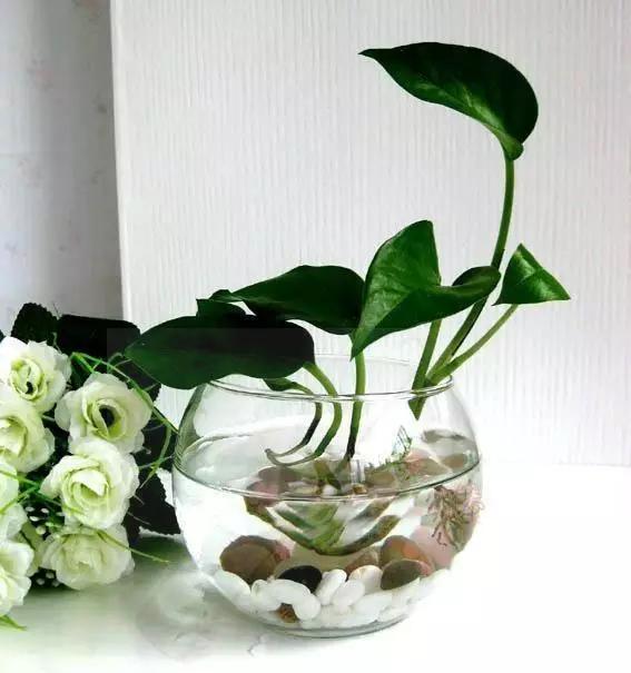 家里花瓶插花放点什么,创意养花花瓶