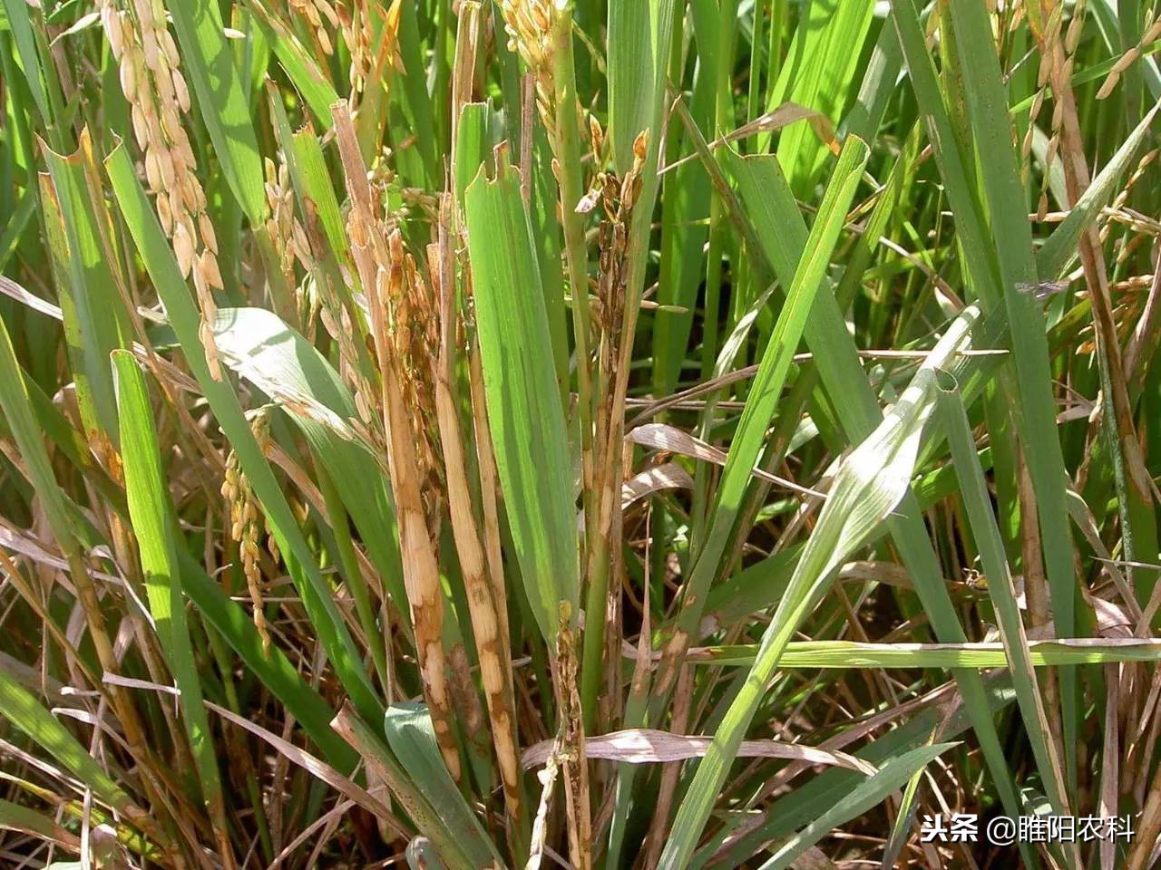 防治立枯病、纹枯病专用药，既经济又高效