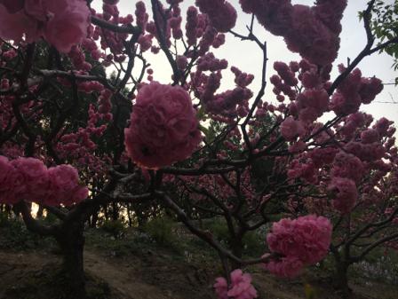 抖音专用云台摄像机,抖音专用防抖便携式的视频摄像机