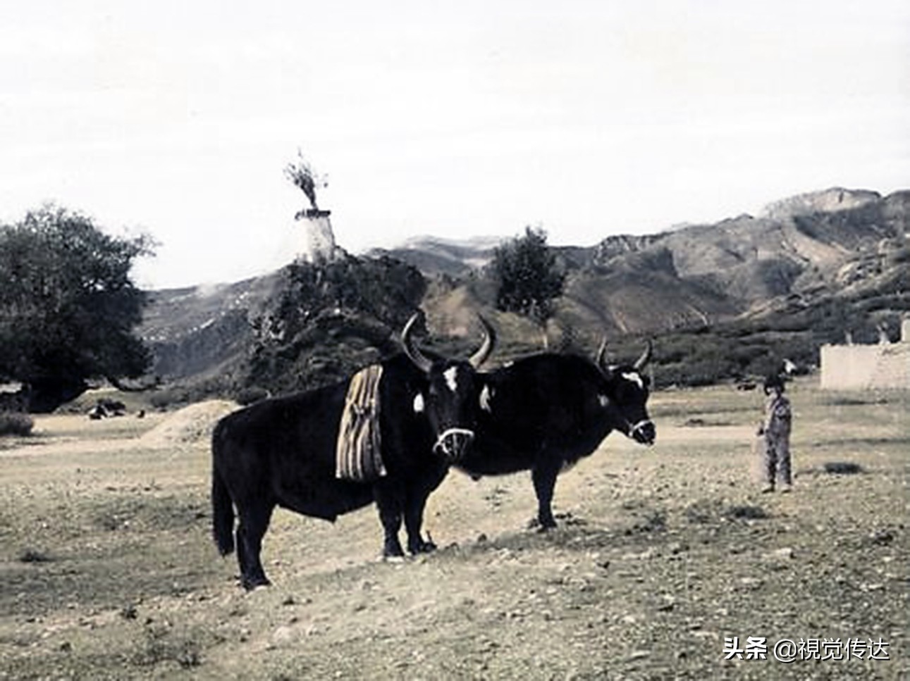 18张令人叹为观止的彩色老照片,令人震撼的65年前西藏高清彩照