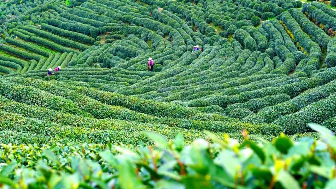 于丹趣品人生全集,于丹趣品茶韵视频全集