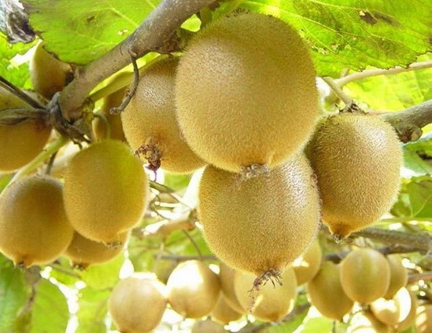 百种味道的果子,四季百种果子图片