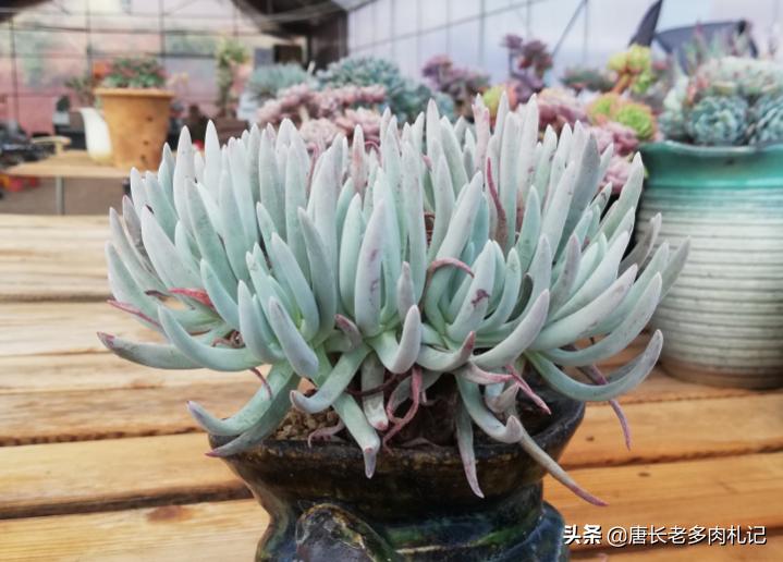 杜爱丽丝多肉怎样养,多肉爱杜丽丝用什么土种好