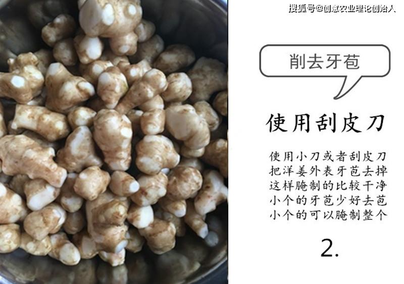 盆栽洋姜的方法,家庭种洋姜的正确方法