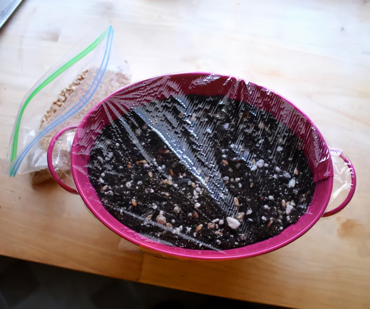 路边随便采野花,路边哪些草可以当猫草