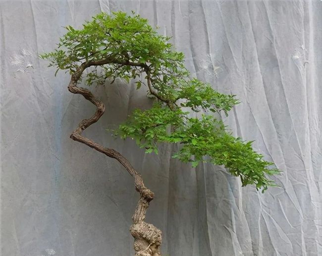 黄杨盆景什么品种好,好黄杨盆景多少钱