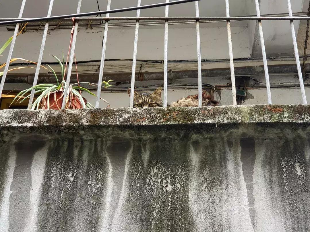 逮个成都人问成都在哪儿，没人回答得起