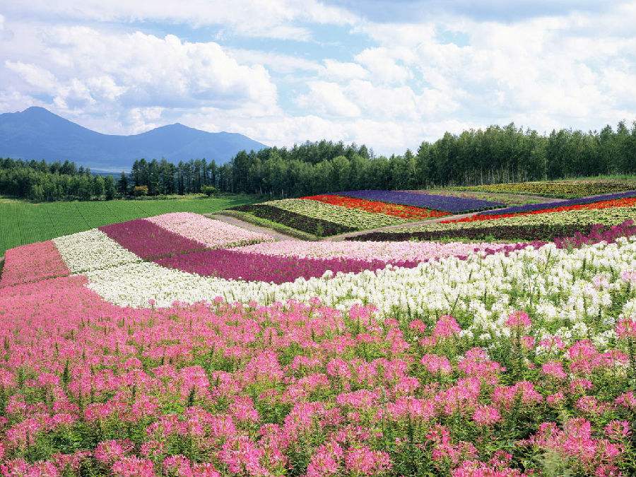 世界上最经典的十首纯音乐班得瑞,班得瑞的乐队