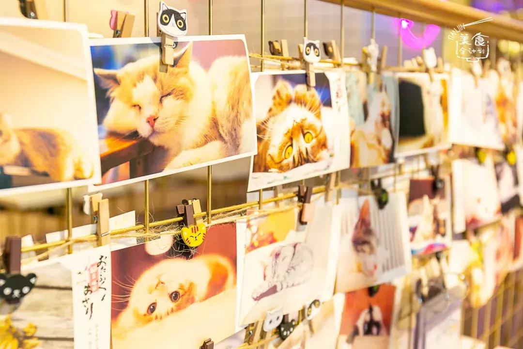 吃饭玩耍一体店,吃饭撸猫二选一