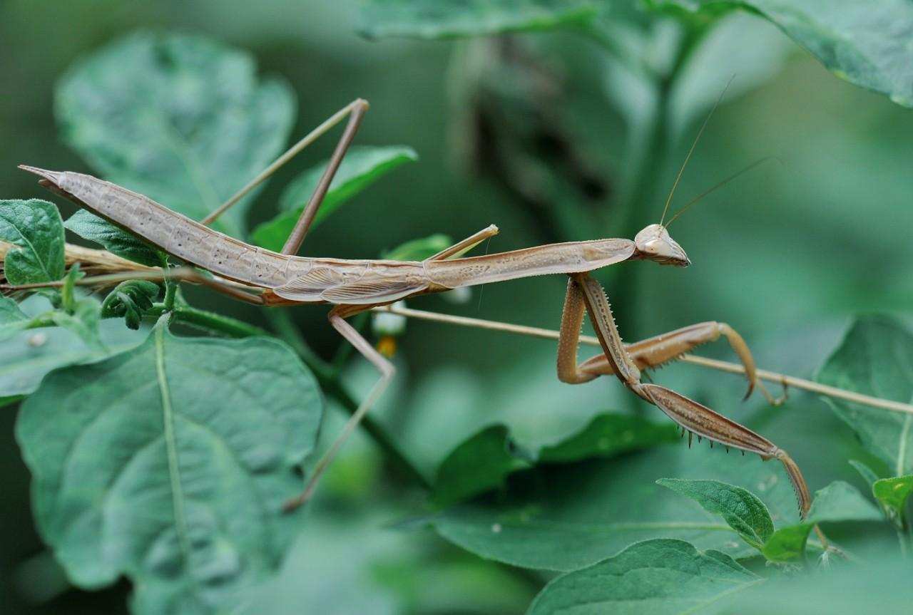 母螳螂为什么要吃掉自己的老公,母螳螂为何吃掉自己的配偶