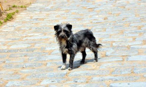 狗狗老是叫怎么让狗安静下来,狗狗瞧见别的狗狗总乱叫怎么纠正