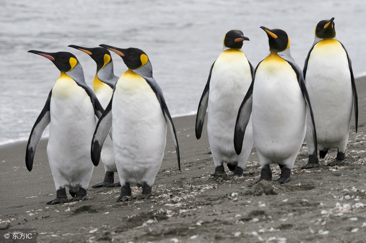 南极旅行究竟是什么感受,去南极旅行值不值得