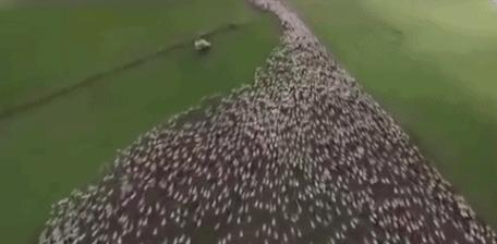 牧羊犬驱赶狼的视频,边境牧羊犬驱赶羊群震撼时刻