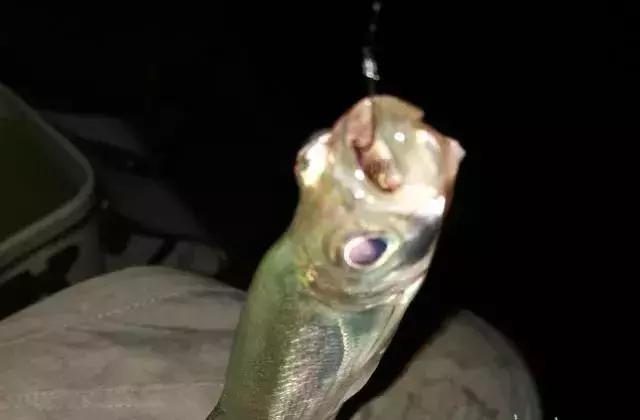 鱼线子线打结如何不卷曲,子线缠绕最简单解决方法