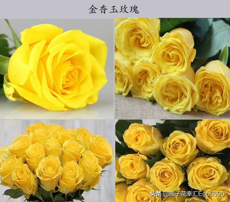 白加黄玫瑰花浪漫花语,粉色玫瑰花和粉色郁金香的花语