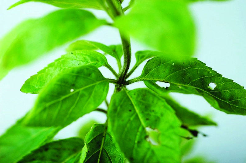 薄荷有什么不同的种植方法,薄荷种植田间管理技术