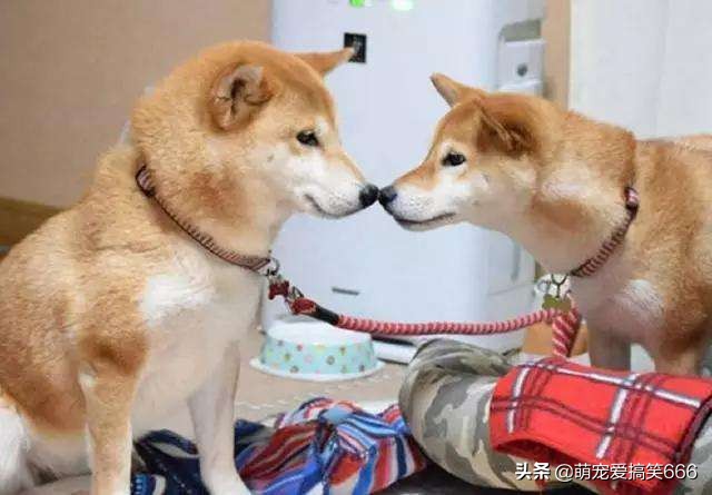 判断狗狗发情的三种最有效的方法，只要完全掌握一种，你就是大神