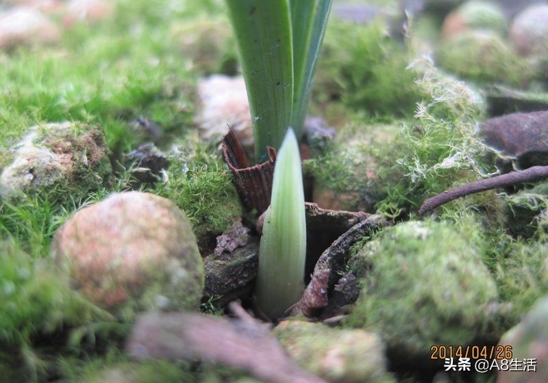 春兰姜氏荷兰名品欣赏,姜氏荷兰花春兰