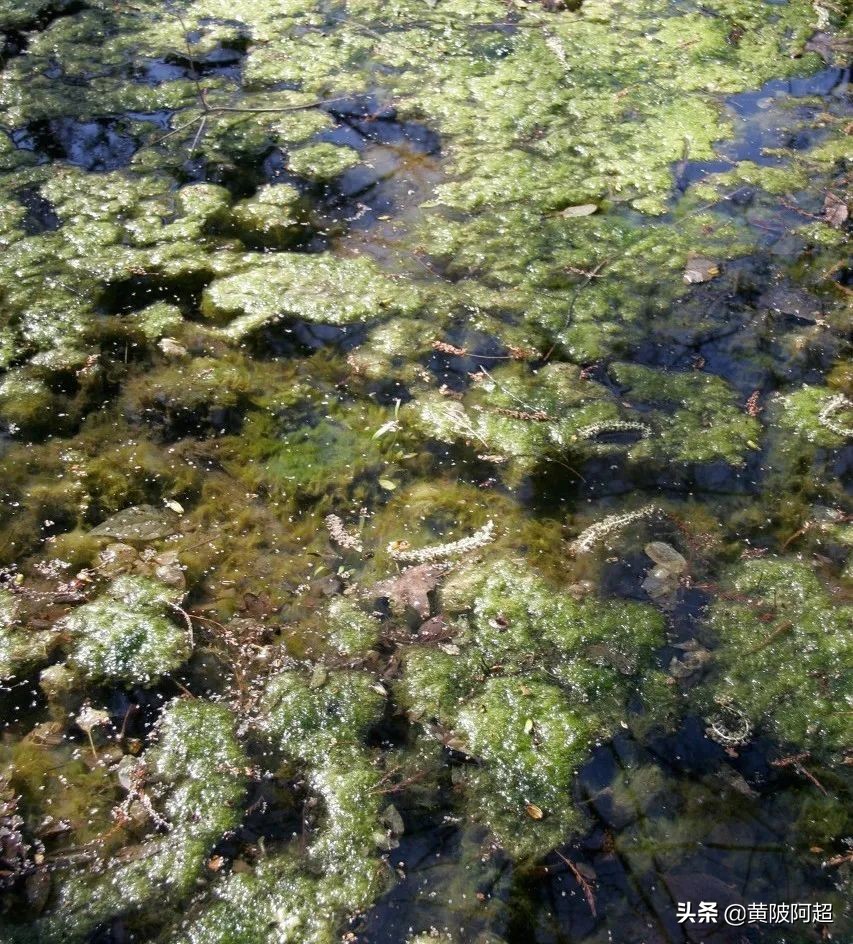青苔泥用什么洗掉,青泥苔的危害