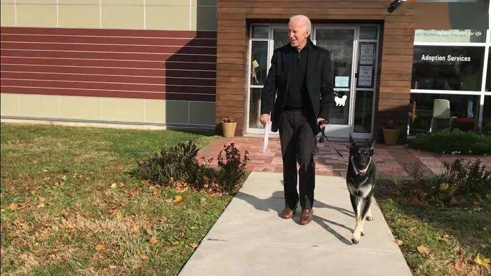 美国是流浪狗的天堂也是地狱,拜登及时救了狗狗,靠它赢得好感?