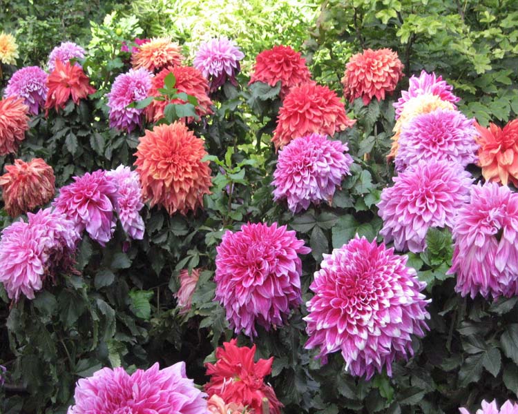 养好花要记住5个字,特大大丽花带花苞怎么养