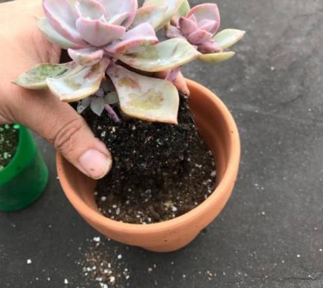 沙子养花好吗,养花土里用什么沙子好