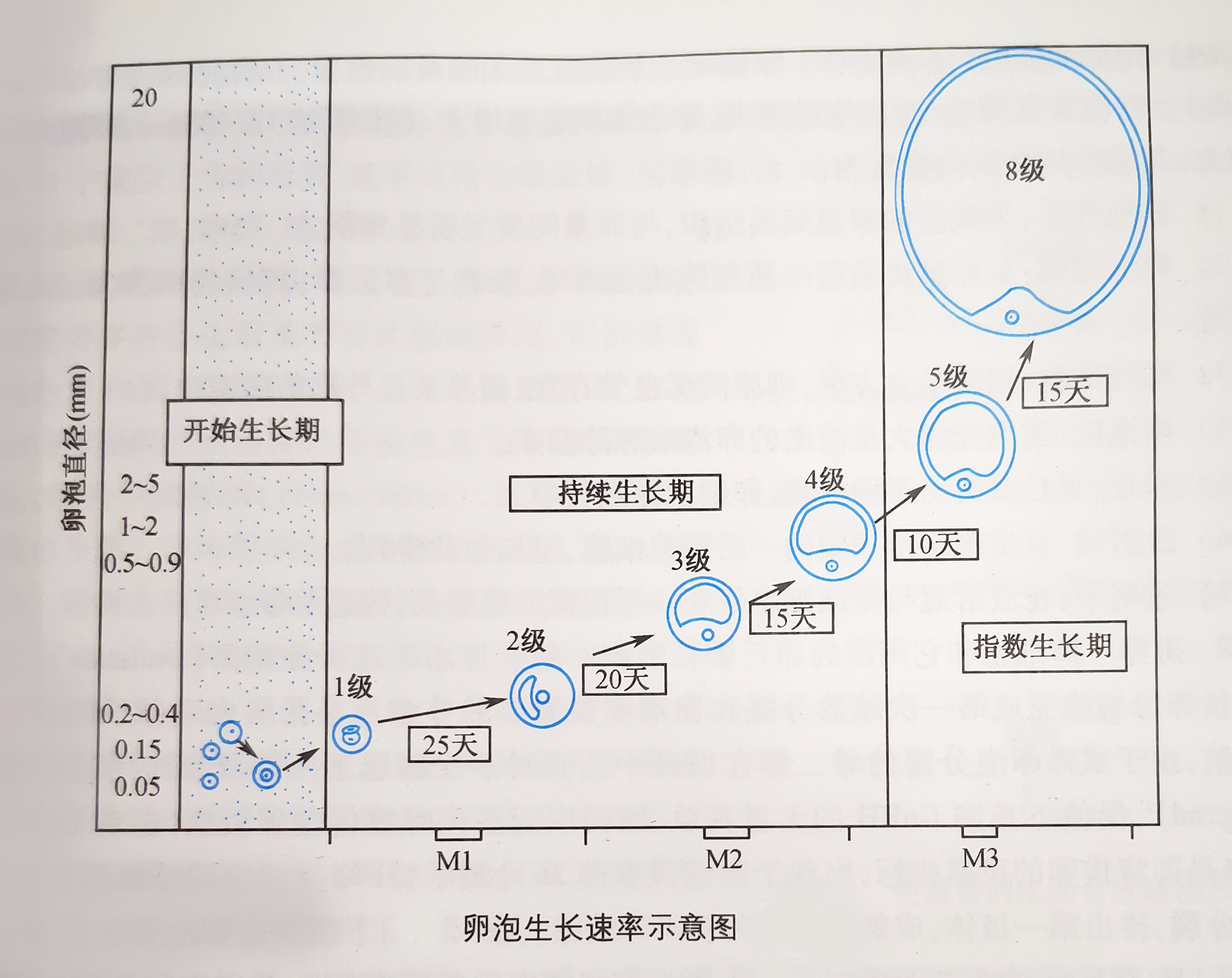 多囊卵泡长不大月经延后能怀孕么,多囊卵巢卵泡长不大中医怎么调理