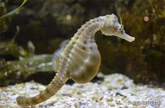 好吃不贵的海鲜种类有哪些,最好吃又最常见海鲜有几种