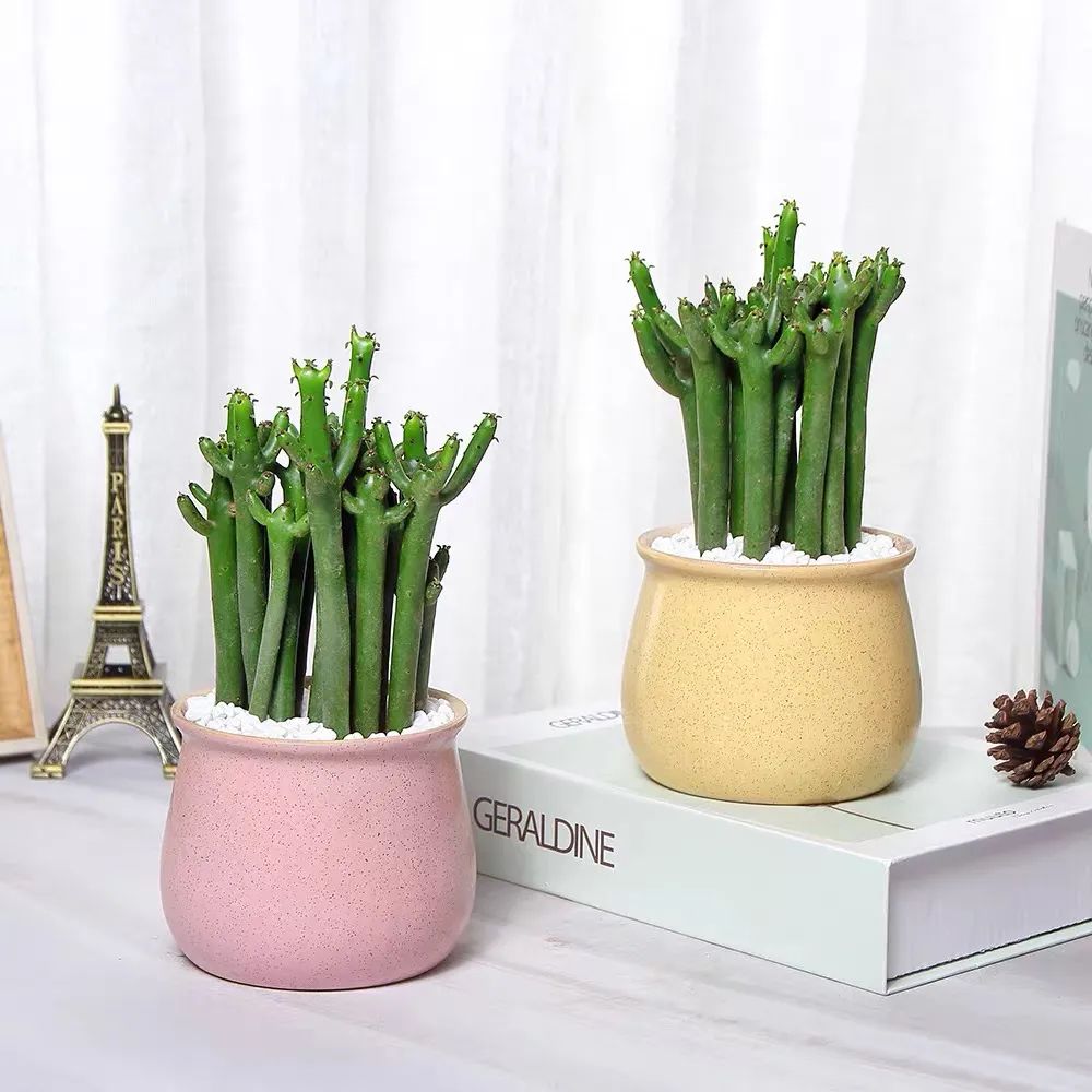 家里种光棍树多肉好不好,光棍树适合室内养殖吗