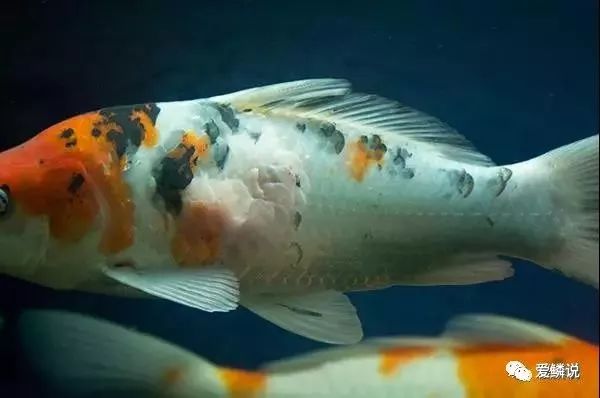锦鲤浮肿是怎么回事,锦鲤全身浮肿眼睛突出