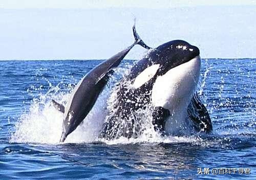 科普鲨鱼为什么不吃海豚呢,鲨鱼为什么不吃海豚的真相