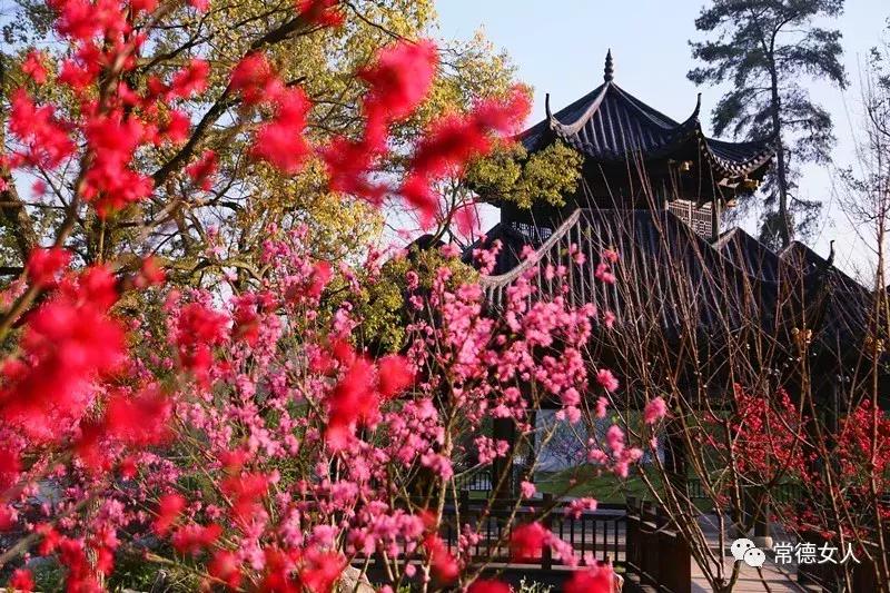 桃花源又见桃花开,盛景等君来,你若不来、花为谁开?