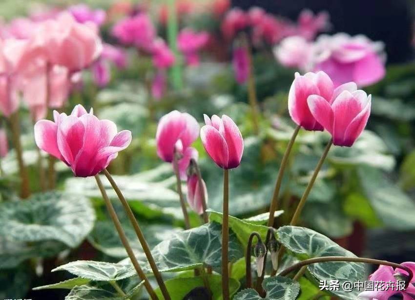 过年买的喜庆的花,过年买的喜庆花