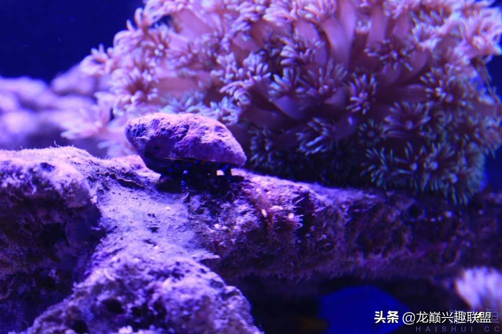 从零开始玩海缸的方法,从零开始玩海缸全过程