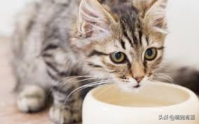 猫咪体重跟吃的猫粮计算,猫猫每日食谱大全