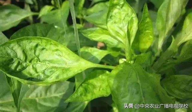 辣椒19种病害谱及防治方法,大棚辣椒种植病害防治方法