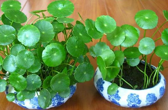 过期药养花的妙用,这五种药过期了千万别扔掉