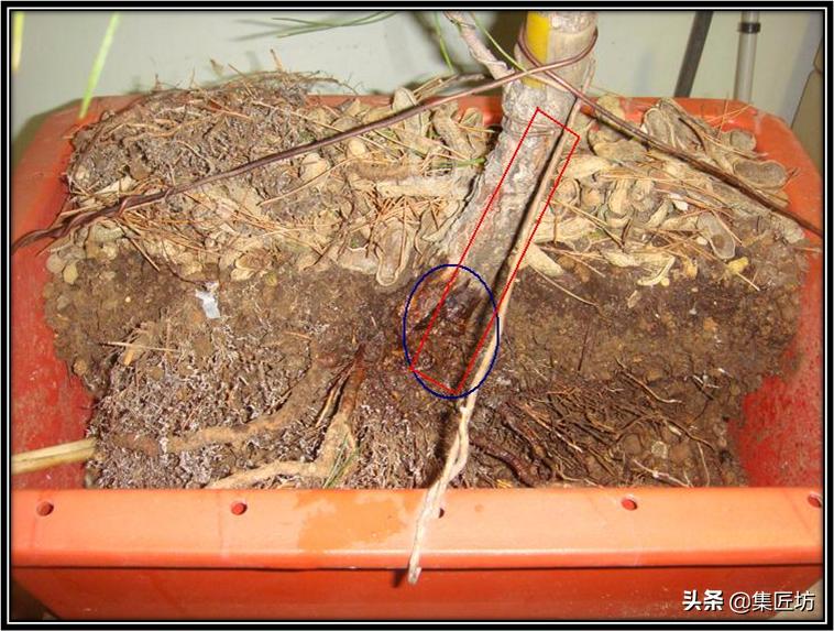 黑松盆景长杆拿弯缩枝技巧 (黑松盆景成型后的后期修剪养护)