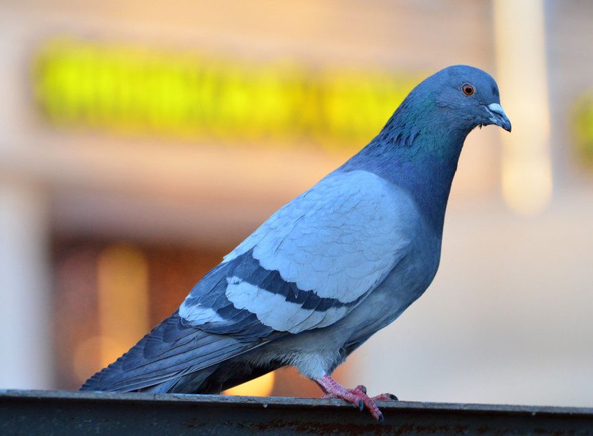 鸽子眼睛变黄,鸽子眼睛褪色是什么病如何治疗