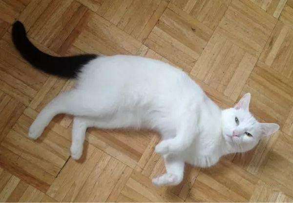 中华田园猫缺点有哪些,中华田园猫有多不受待见