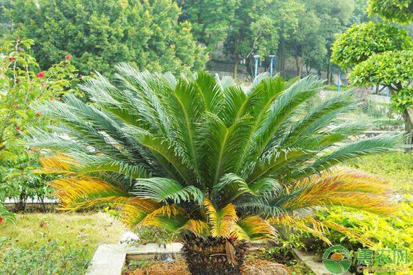 铁树价格30公分,铁树开花条件要求