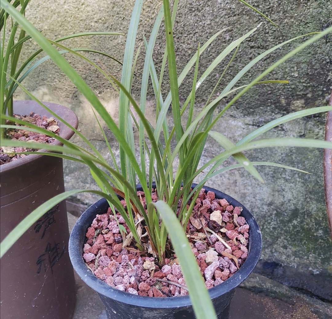 新手养兰花最好的方法,详解兰花的养护小技巧