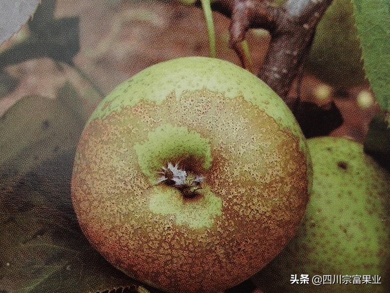 梨子果子长疙瘩打什么药,梨果面上有锈怎样治疗