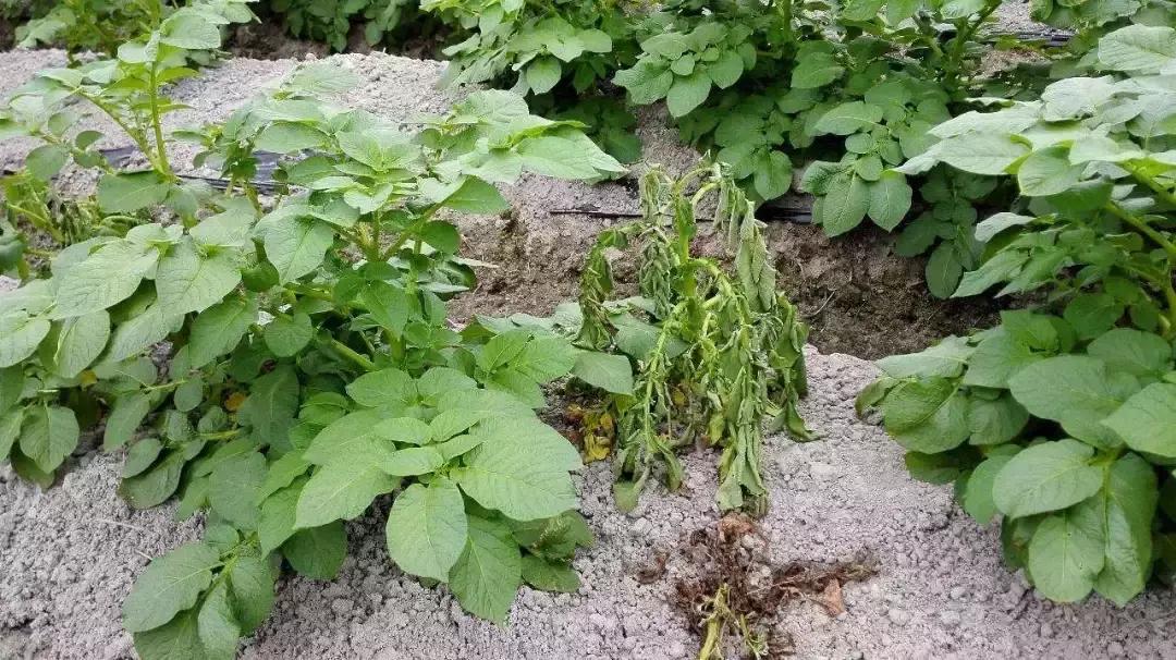 蔬菜细菌病害有哪些药,植物真菌细菌病害用什么药