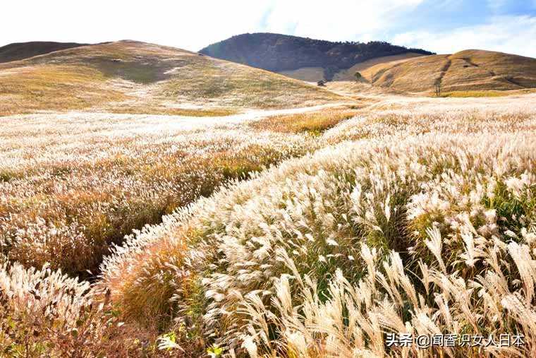 黄金色的芒草，让秋天多了份文艺的风情，日本国内最美芒草名所